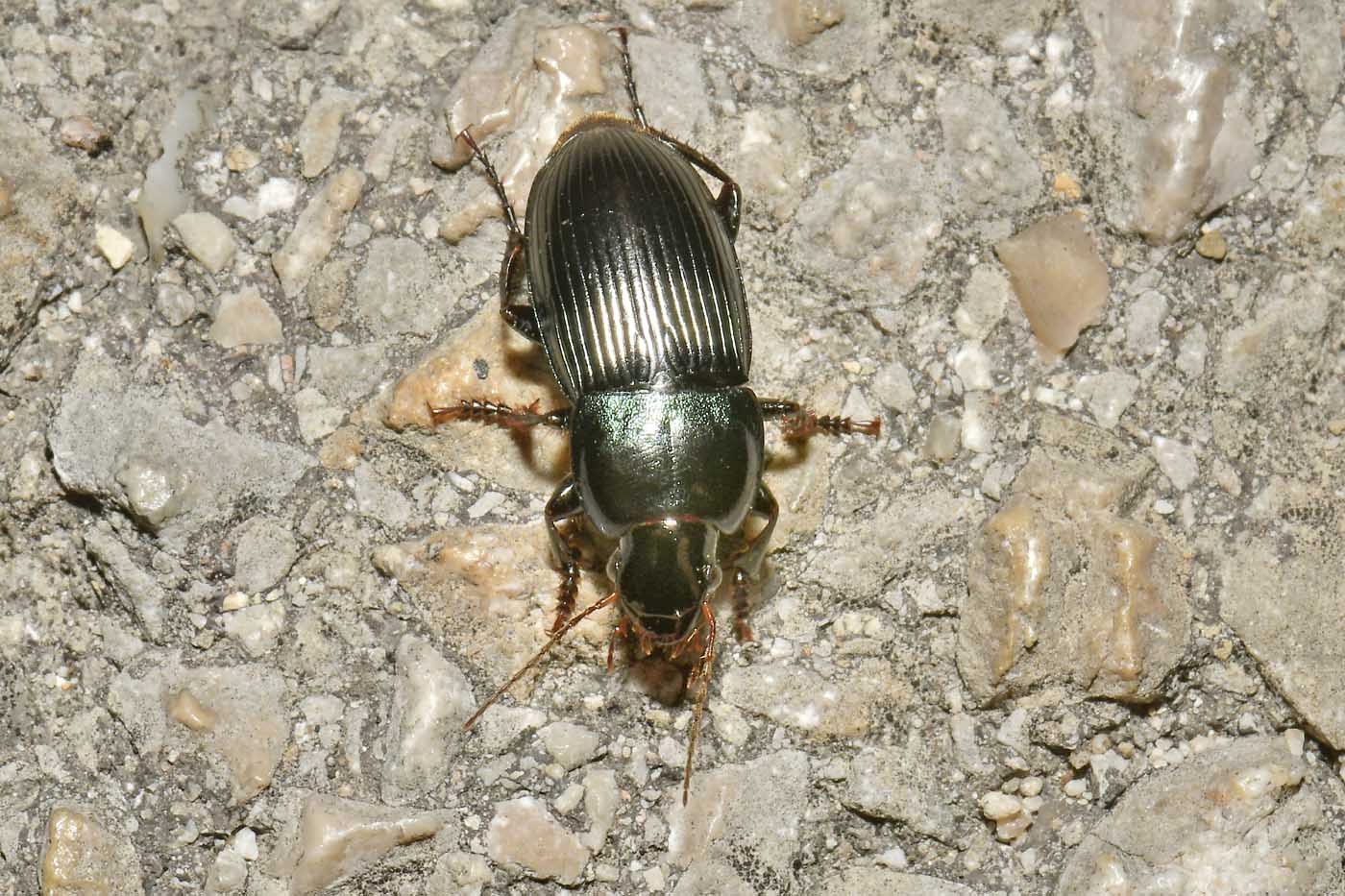 Carabidae: Harpalus dimidiatus? S.